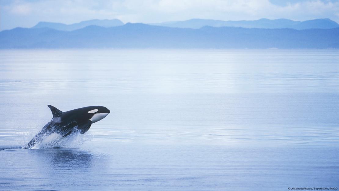 Orca salta con gran parte de su cuerpo fuera del agua.