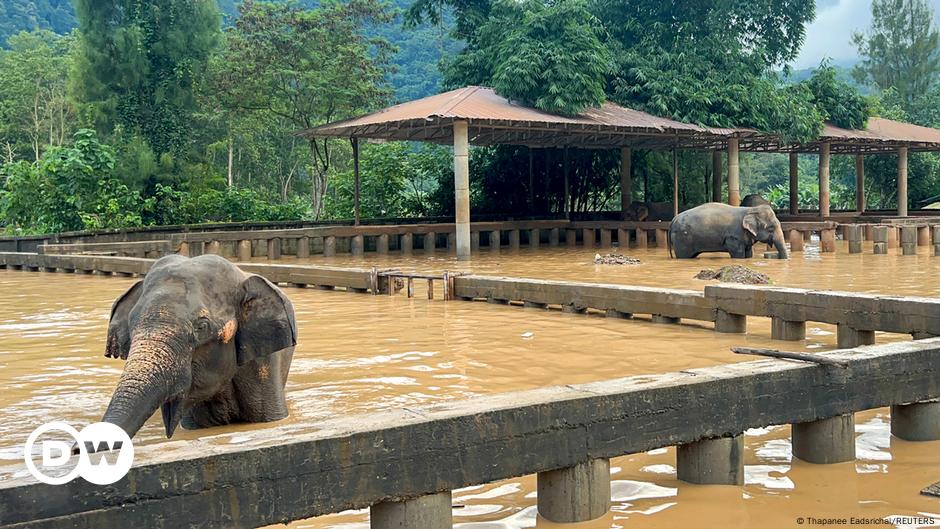 Thailand: Katzen und Elefanten bedroht durch Monsunüberschwemmungen