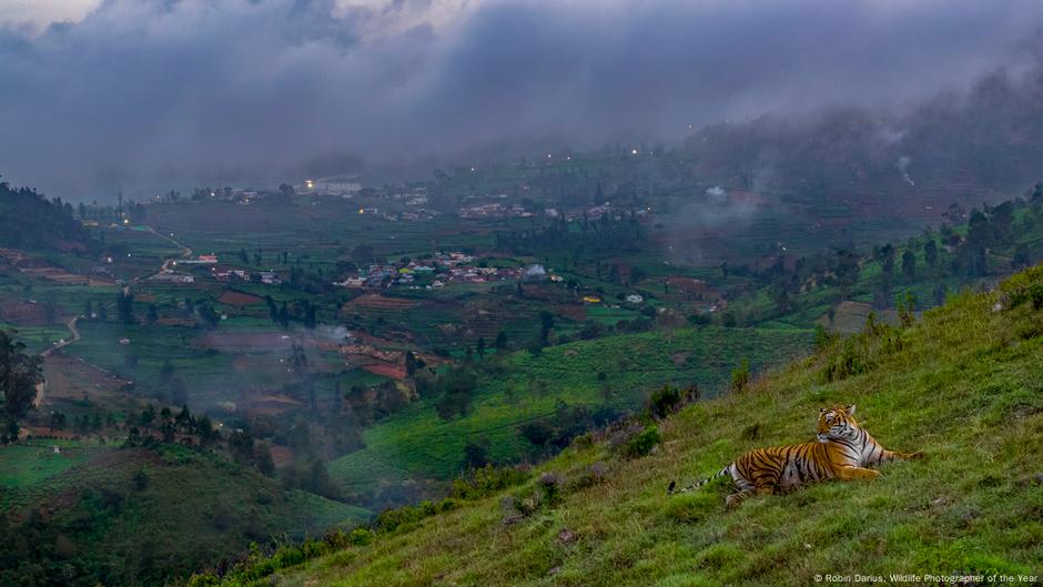 Pobednik kategorije „Urbana divljina“: „Tigar u gradu“ Robina Darijusa Konca