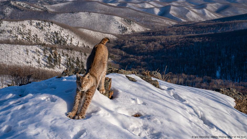 Dobro utrošeno vreme: Nagrađivana fotografija Igora Metelskoga snimljena je nakon šestomesečnog čekanja