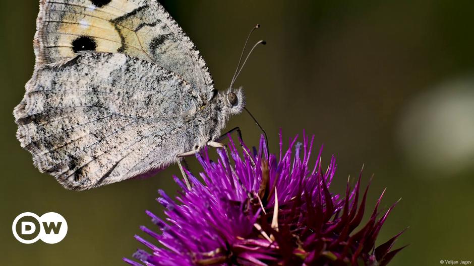 N. Macedonia: Europe's most endangered butterfly sold online