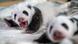 Two panda cubs at Berlin Zoo lying on a white blanket. Undated photo released on October 9, 2024. Two panda cubs at Berlin Zoo lying on a white blanket. Undated photo released on October 9, 2024.