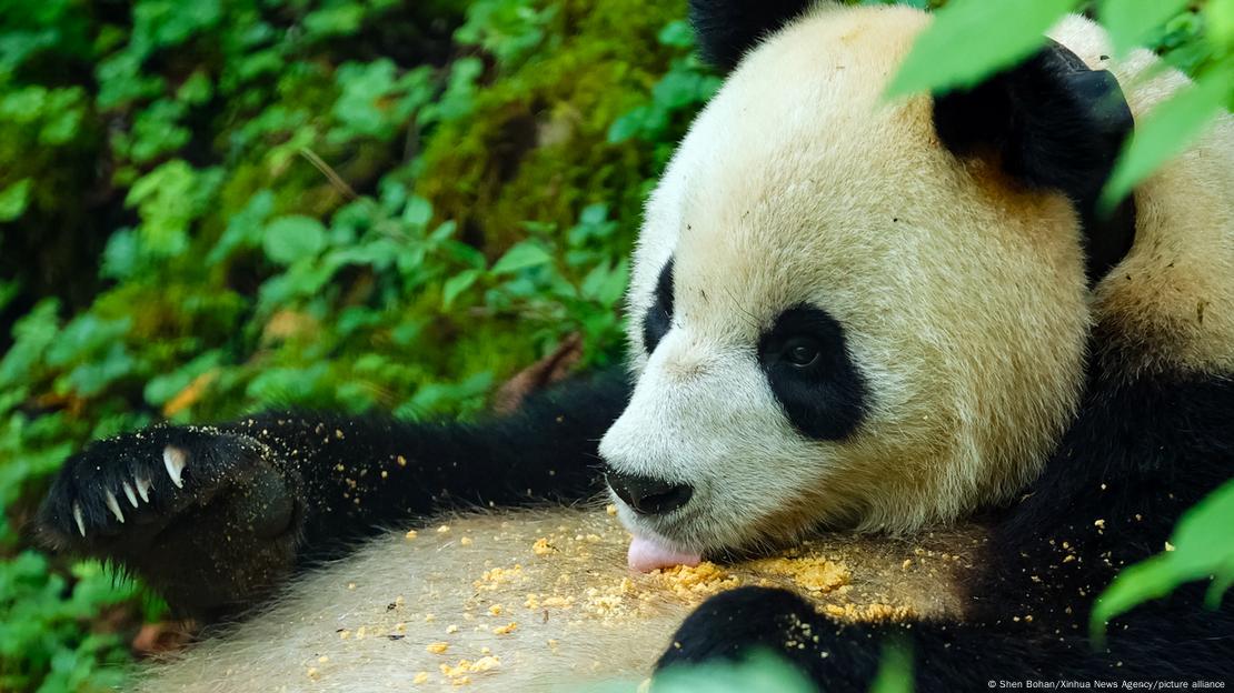 Imagen de un oso panda en China.