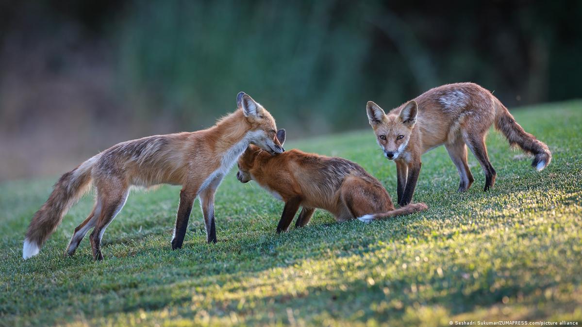 Estudio advierte del declive de fauna silvestre en el mundo DW 11