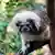 Closeup of the face of a cotton top tamarin monkey, critically endangered animal specie