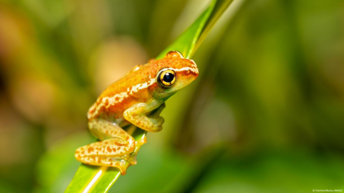 Rana de Madagascar de color naranja y vista de cuerpo entero sujeta fuertemente con sus ancas una hoja para sostenerse.