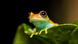 Una rana sobre una hoja verde. Una rana sobre una hoja verde.