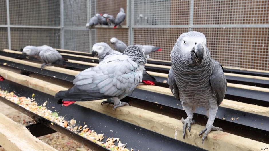 Britain's foul-mouthed parrots are a tourist attraction – DW – 10/24/2024