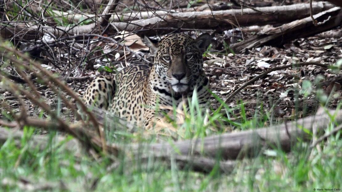 Onça Itapira sentada em foto de 09 de outubro de 2024