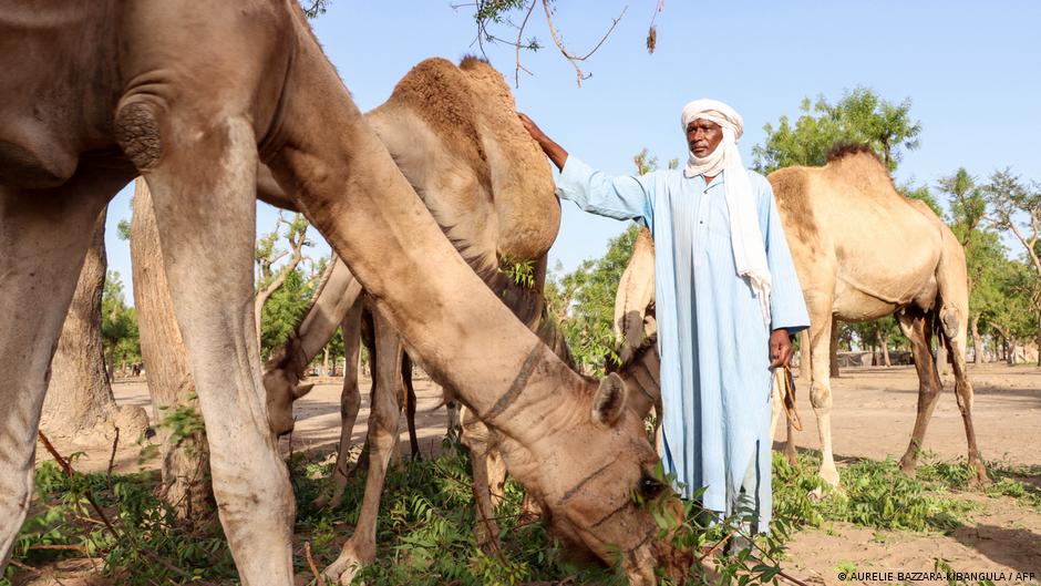 Au Tchad, l’inaction face aux conflits agropastoraux
