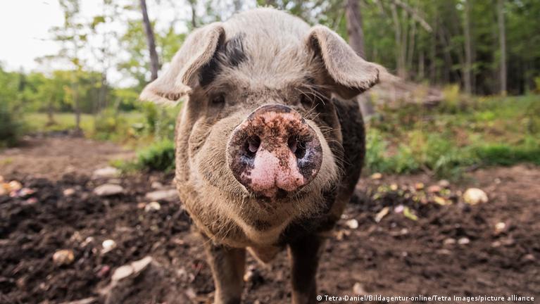 Reviven con éxito cerebro de un cerdo después de su muerte – DW – 25/10/2024