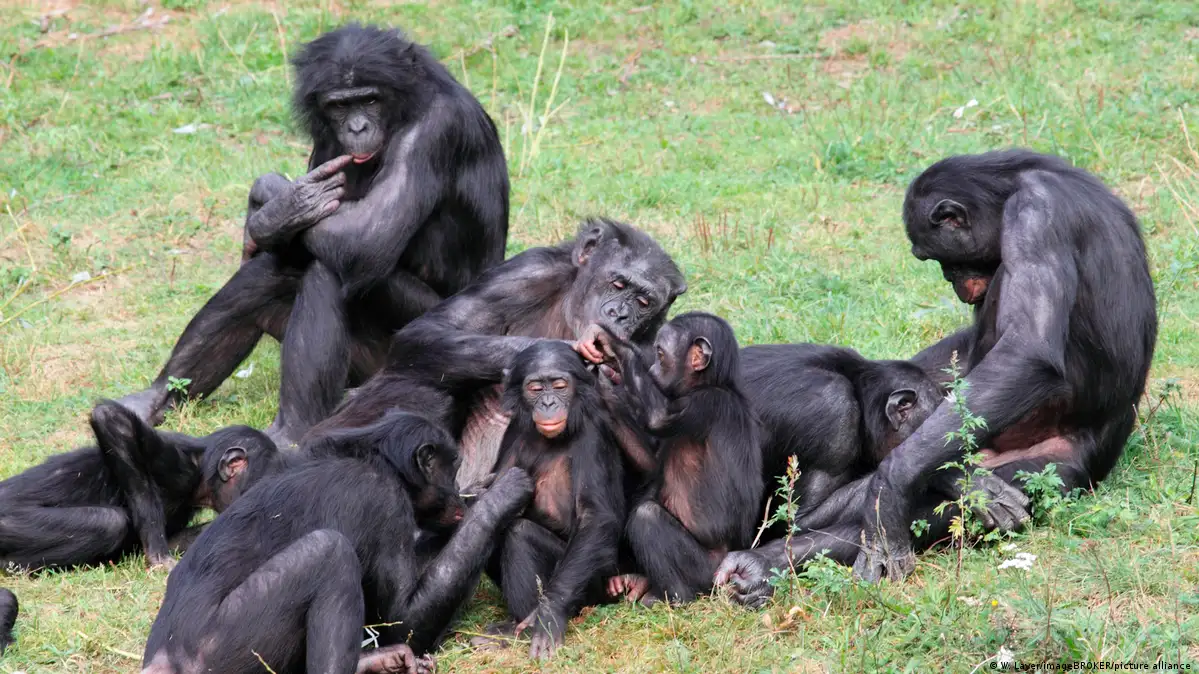 New study finds female bonobos join forces to fend off males