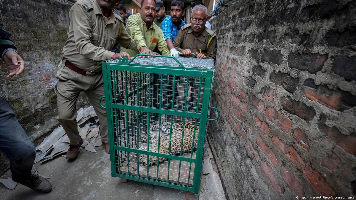 How can India stop deadly leopard attacks?