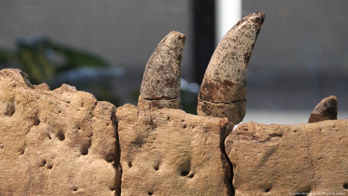 Imagen de la dentadura fósil de un tiranosaurio en Nuevo México. 