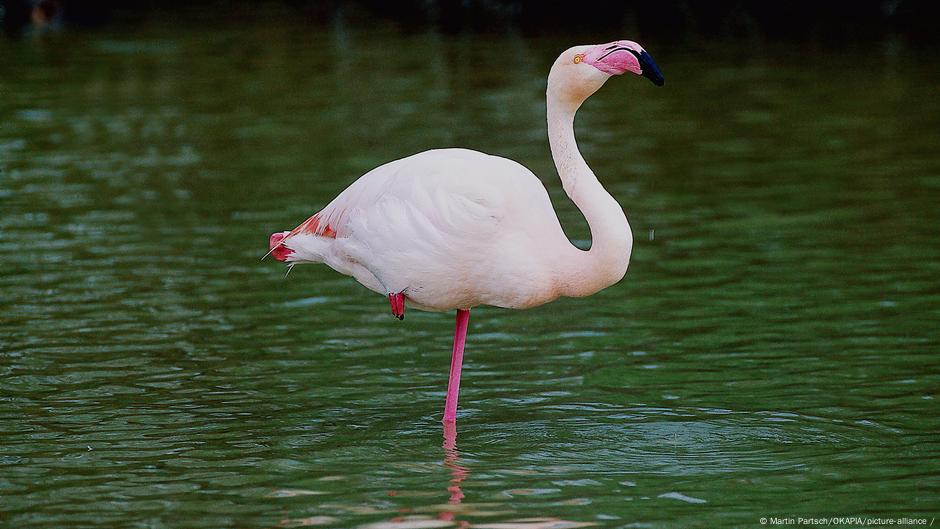 Flamingo stoji na jednoj nozi - tako mu je lakše da održava ravnotežu