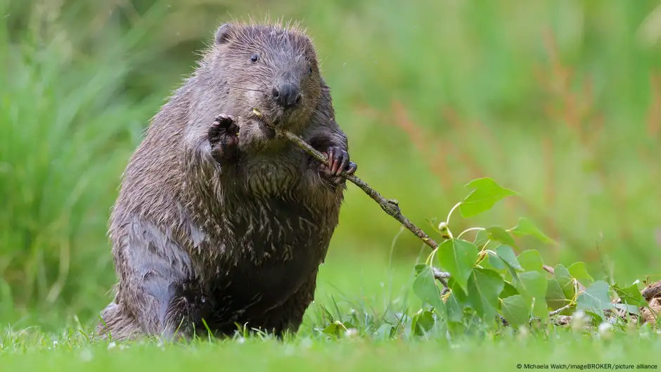 Austria European⁤ beaver (Castor‍ fiber) standing upright with aspen branch