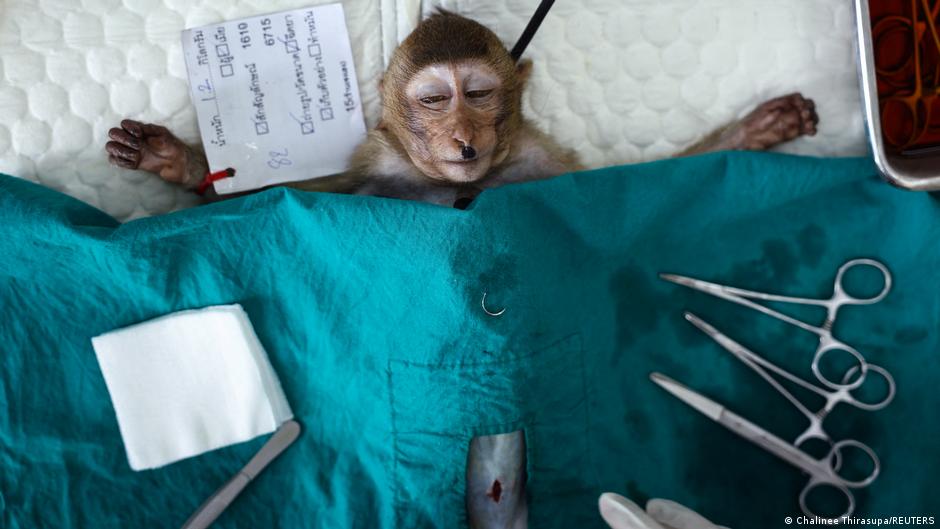 El parto complicado no es exclusivo de los humanos