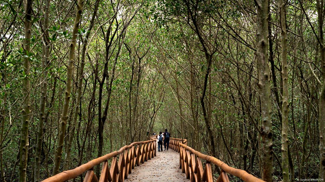 Deque suspenso em área de mangue