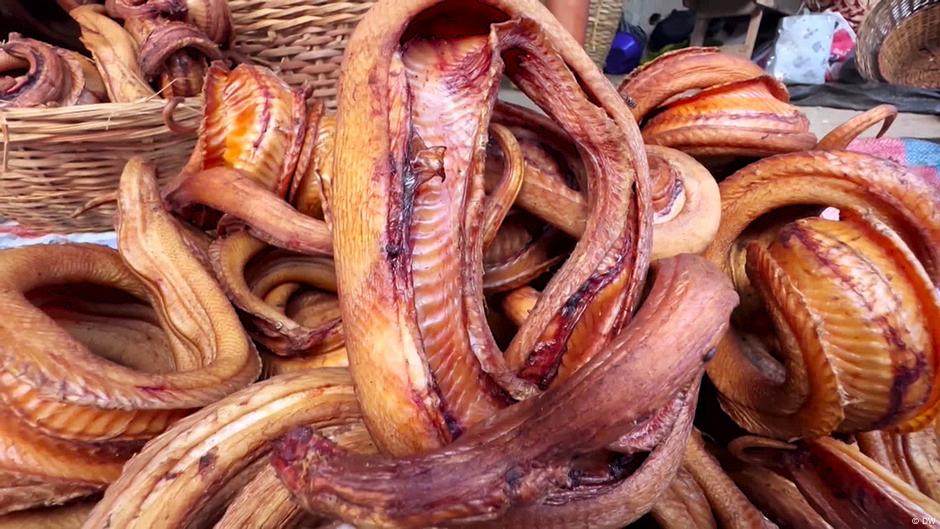 Why you should try snake meat – DW – 11/25/2024