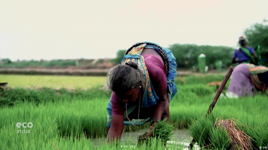 Is integrated agriculture the future of farming?