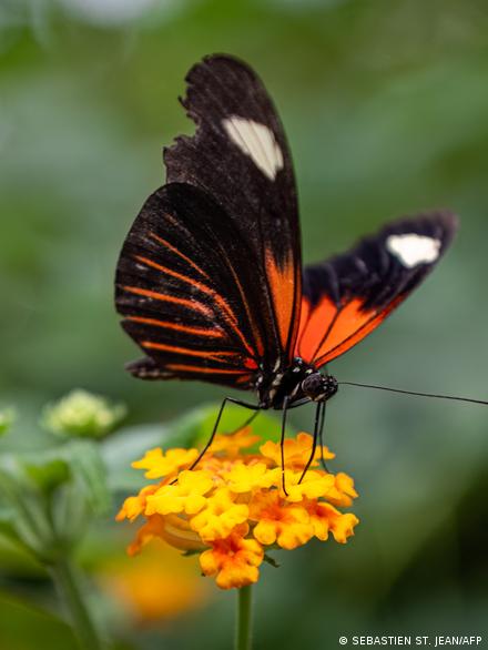 Endangered Insects In Canada