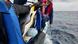 Gus the emperor penguin is released back into the ocean off the south coast of Western Australia Gus the emperor penguin is released back into the ocean off the south coast of Western Australia