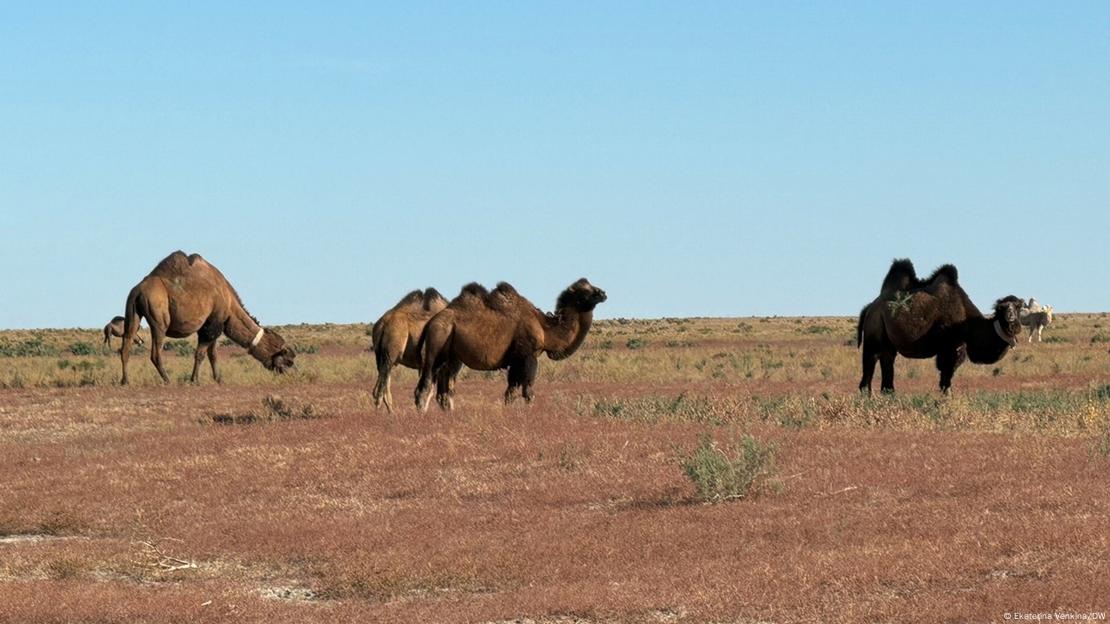 Land degradation and desertification are one of the acute problems of Central Asia