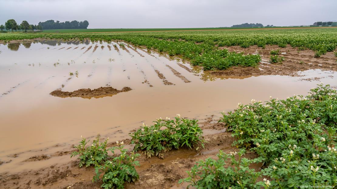 Campo de batatas alagado após chuvas