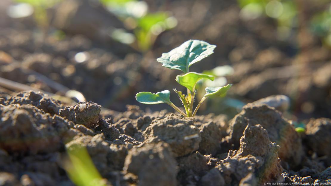 Planta jovem no solo