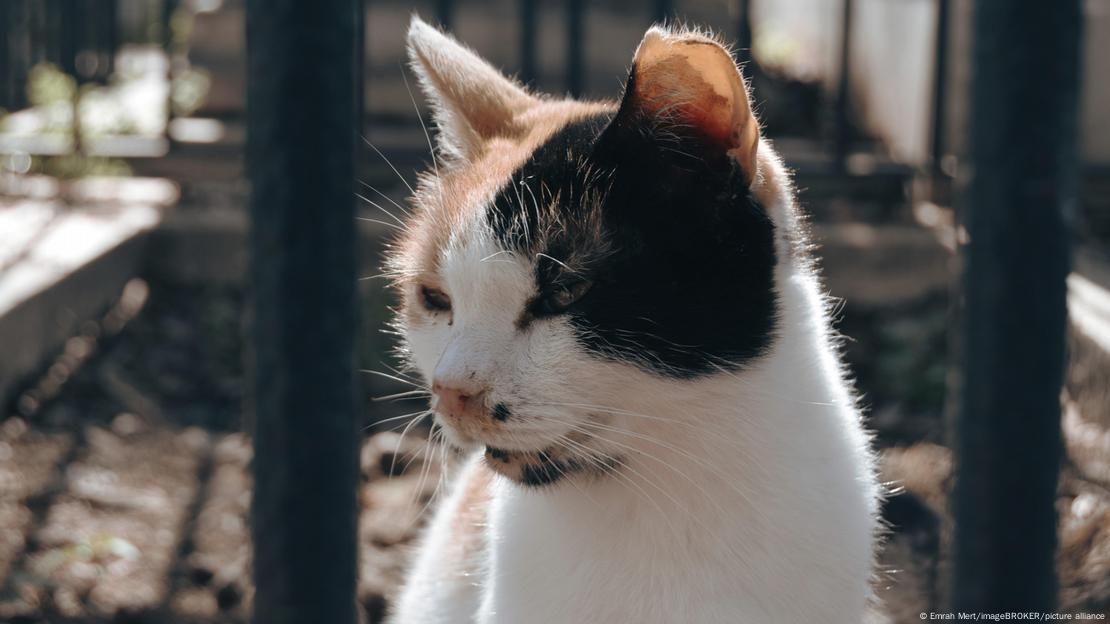 Los gatos calicó, con sus patrones únicos de negro, naranja y blanco, son un ejemplo perfecto de cómo la inactivación aleatoria del cromosoma X crea un mosaico de colores irrepetible.