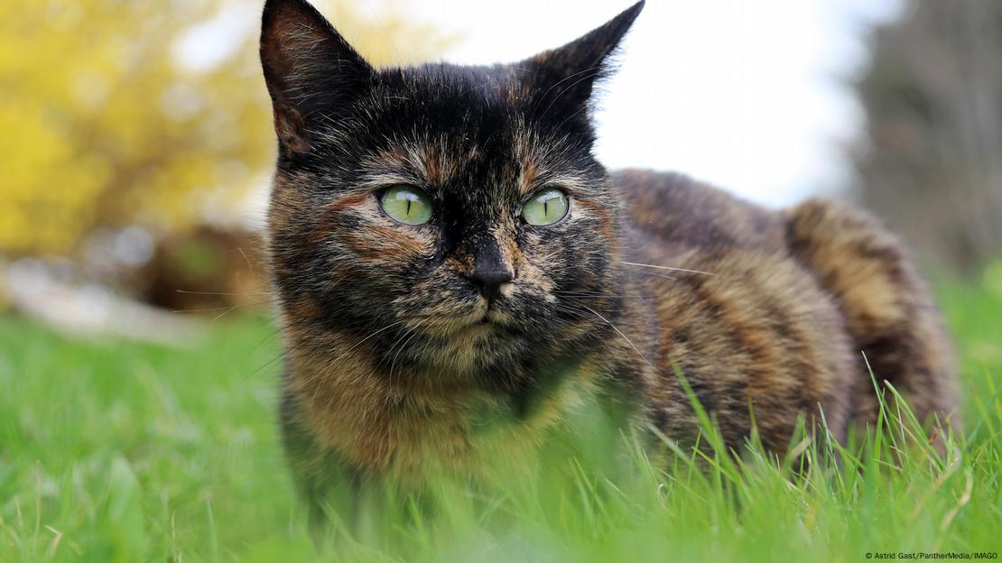 Los gatos carey lucen un patrón jaspeado de negro y naranja, resultado de la inactivación aleatoria del cromosoma X durante su desarrollo embrionario.