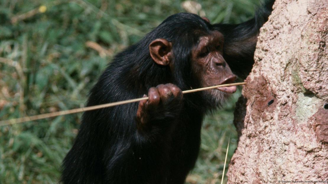 Los chimpancés innovaron el uso de herramientas para buscar termitas, demostrando cómo las conexiones culturales impulsan su evolución. Los chimpancés innovaron el uso de herramientas para buscar termitas, demostrando cómo las conexiones culturales impulsan su evolución.