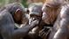 Los chimpancés del santuario de Ngamba participaron en un experimento que reveló su sorprendente pensamiento racional. (Foto de referencia) Los chimpancés del santuario de Ngamba participaron en un experimento que reveló su sorprendente pensamiento racional. (Foto de referencia)
