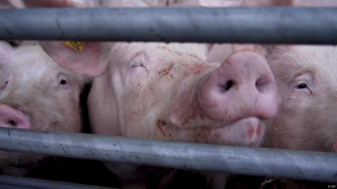 Carne de verdad sin animales - El futuro sabe diferente