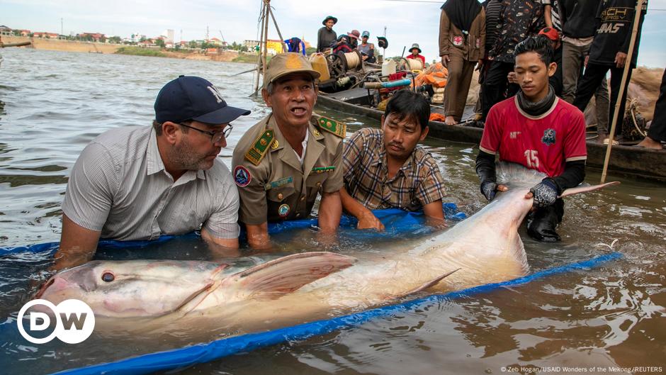 Fishermen discover six uncommon Mekong large catfish – DW – 12/13/2024