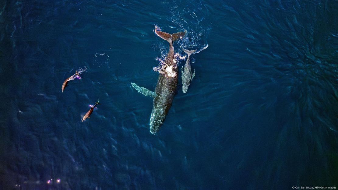 Uma baleia jubarte e seu filhote no mar, vistos de cima