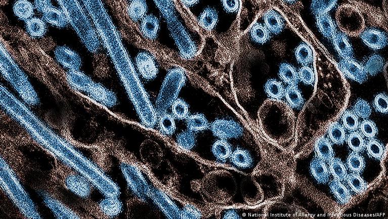 New flu vaccine methods show promise against H5N1 bird flu