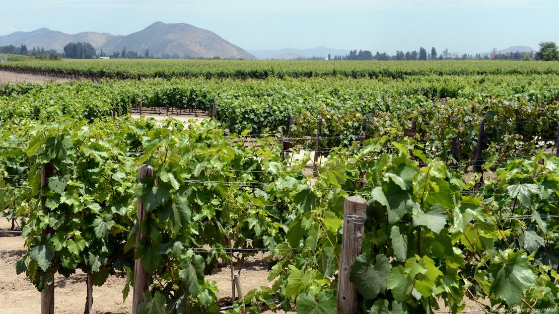 Viñedos de Valle del Maipo, Chile.