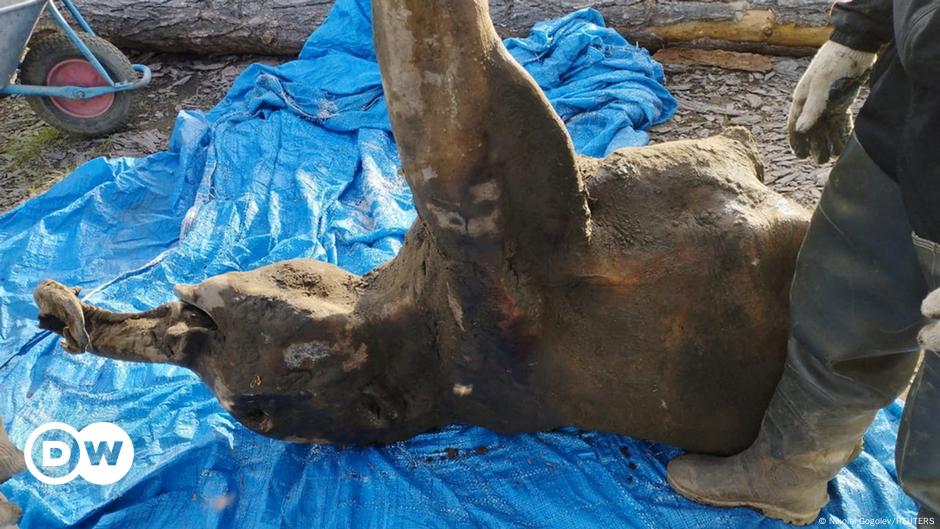 50,000-year-old child mammoth carcass found in Siberia – DW – 12/24/2024