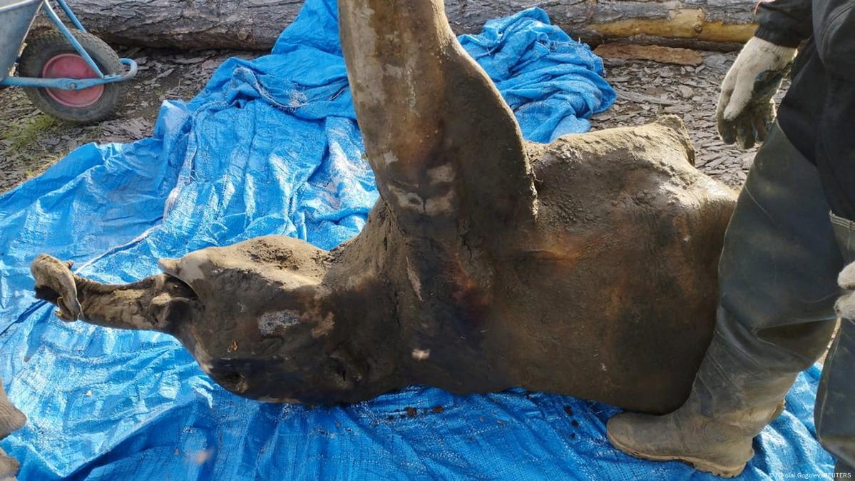 50,000-year-old baby mammoth carcass discovered in Siberia – DW – 12/24 ...