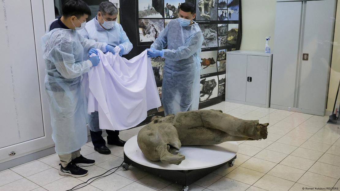 Researchers stand behind glass fencing as they show the carcass of a baby mammoth, which is estimated to be over 50,000 years old 