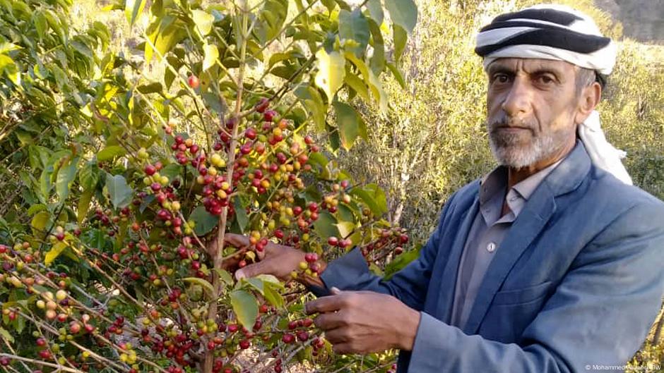 اليمن زراعة القهوة على حساب القات: الحلم الممكن وسط التحديات