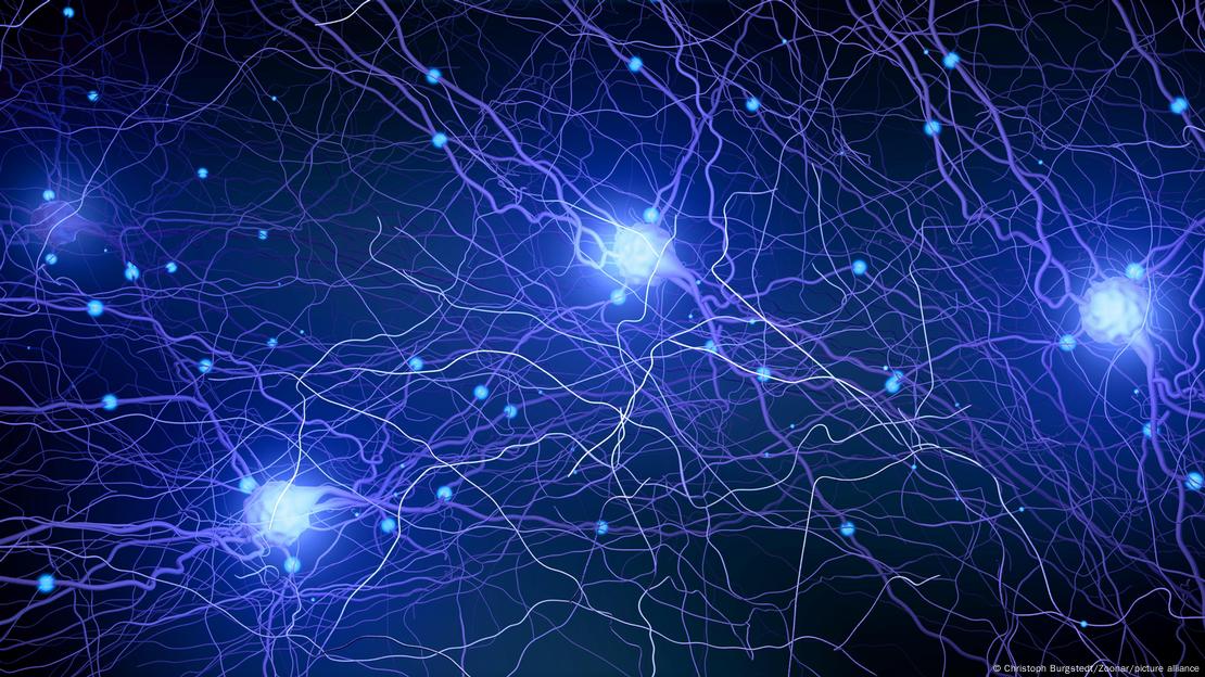 Según el Dr. Ariel Zeleznikow-Johnston, las memorias permanecerían almacenadas en el conectoma, esa intrincada red de conexiones neuronales únicas que codificaron nuestra personalidad y recuerdos. Según el Dr. Ariel Zeleznikow-Johnston, las memorias permanecerían almacenadas en el conectoma, esa intrincada red de conexiones neuronales únicas que codificaron nuestra personalidad y recuerdos.