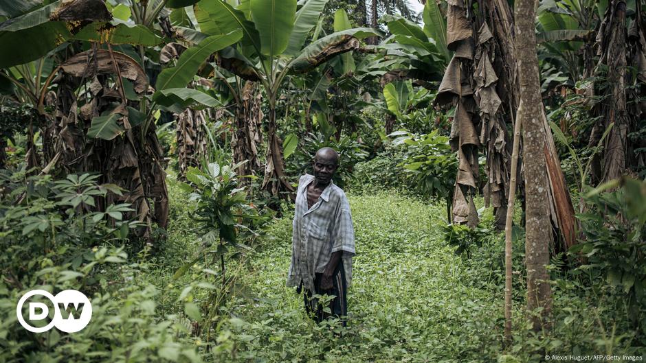 L'UE retire le café et le cacao de RDC de son marché