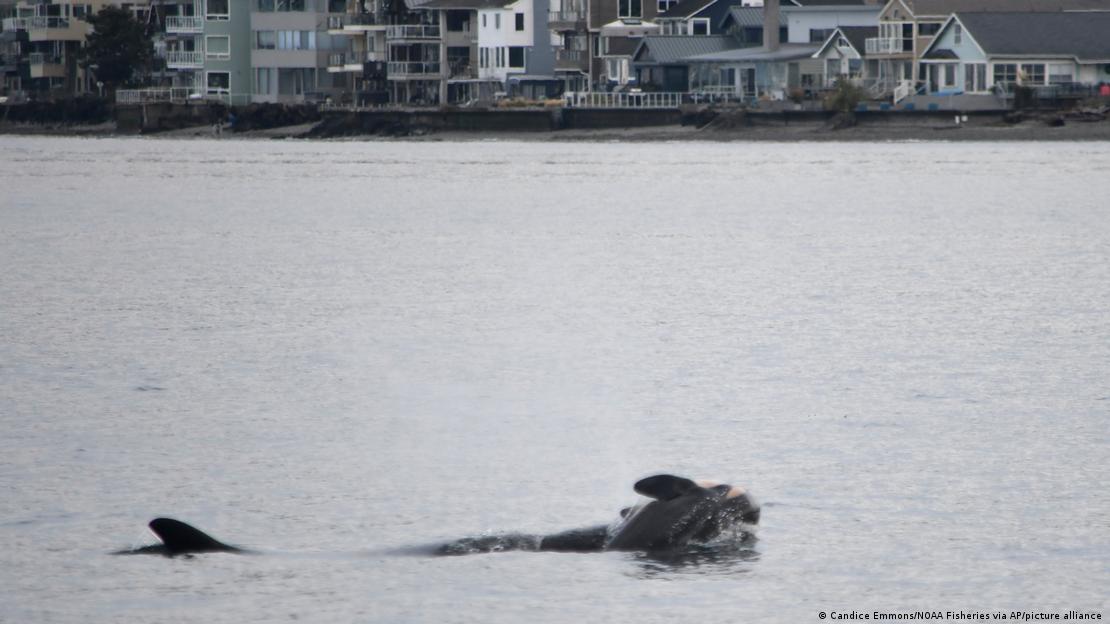 La orca Tahlequah empuja con su hocico el cuerpo sin vida de su cría, una muestra más del complejo comportamiento social de estos cetáceos. La orca Tahlequah empuja con su hocico el cuerpo sin vida de su cría, una muestra más del complejo comportamiento social de estos cetáceos.