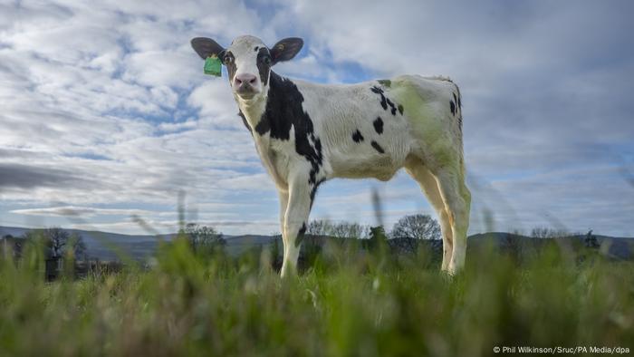 Vaca fertilizada in vitro nas Escócia emite menos metano