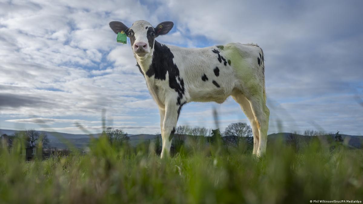 Could an IVF calf help reduce dairy's global emissions? – DW – 01/03/2025, image size:1199x674