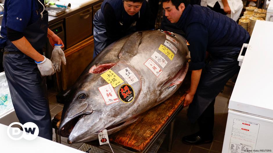 Japan: Tuna 'as fat as a cow' sells for $1.3 million – DW – 01/05/2025