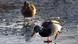 Mallards on an icy lake Mallards on an icy lake