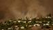 El humo del incendio Palisades se eleva sobre las residencias en Mandeville Canyon. El humo del incendio Palisades se eleva sobre las residencias en Mandeville Canyon.
